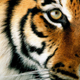 Image for article titled Life of Pi could be the year's second most gorgeous fantasy movie